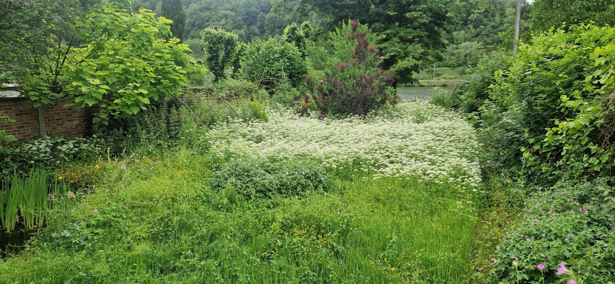 Jardin envahi avant intervention